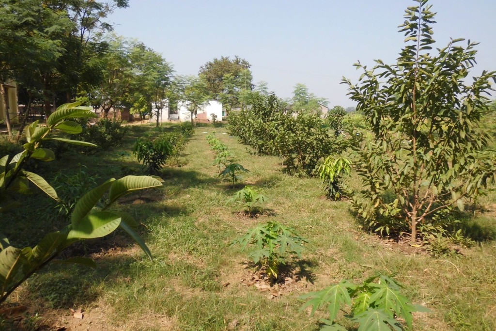 fruit trees behind the Hall